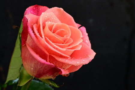 beautiful pink rose with water droplets on it on black backgroundの写真素材