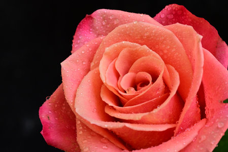 Beautiful pink rose with water drops on petals on black backgroundの写真素材