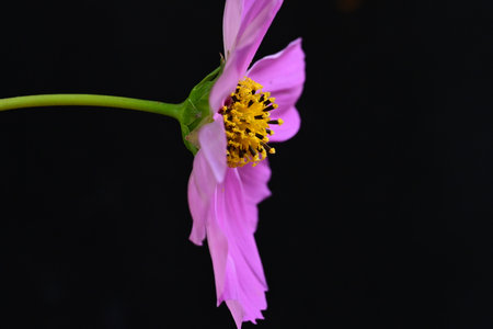 Close up of a pink cosmos flower on black background, selective focusの写真素材