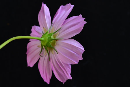 pink cosmos flower isolated on black background, close up of beautiful flowerの写真素材