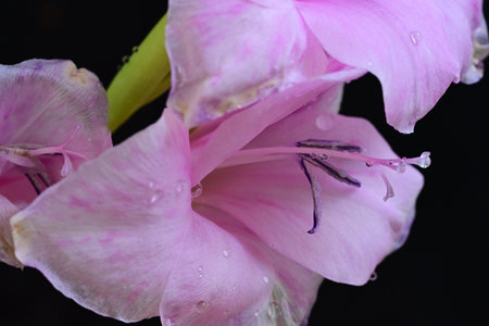 Pink gladiolus flower on black background, closeup of photoの写真素材