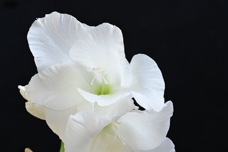 Beautiful gladiolus flower on black background. Close up.の写真素材