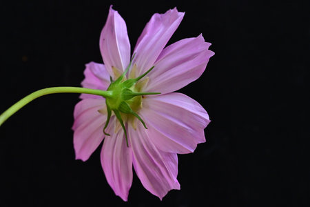 Pink cosmos flower isolated on black background, close-up macro photographyの写真素材