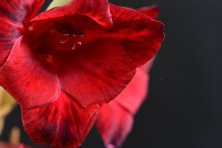 Beautiful red gladiolus flower on black background, closeupの写真素材