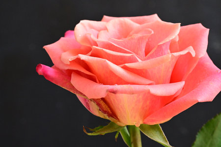 Close up of beautiful pink rose on black background, studio shot.の写真素材