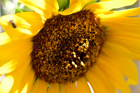 Sunflower closeup. Sunflower blooming in the garden.の写真素材