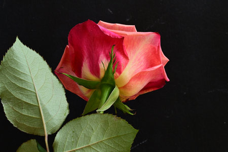 Beautiful pink rose on a black background, close-up.の写真素材