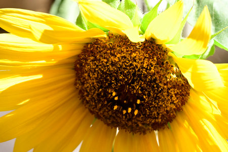 Sunflower close up. Sunflower blooming in the garden.の写真素材