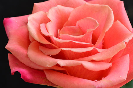 Close up of a pink rose on black background, shallow depth of fieldの写真素材