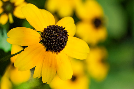 Black-eyed Susan (Rudbeckia fulgida)の写真素材