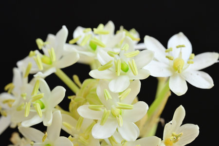White flowers on a black background, close-up, macro.の写真素材
