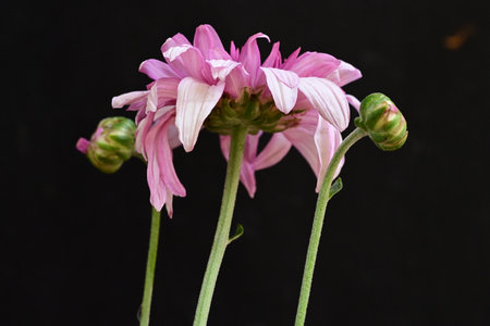 pink chrysanthemum on a black background close upの写真素材
