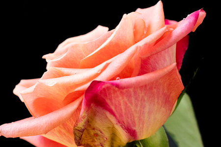 Beautiful pink rose on a black background close-up macro photographyの写真素材