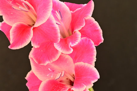 Pink gladiolus flowers on black background, closeup of photoの写真素材