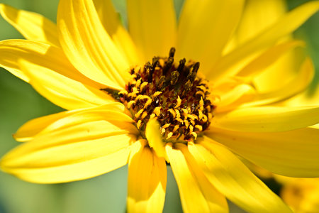 Close up of a yellow daisy flower in the garden on a sunny dayの写真素材