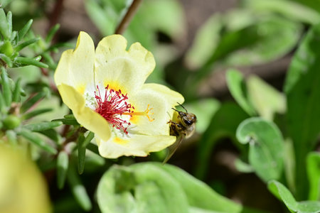 Bee on a flower of purslane (Portulaca oleracea)の写真素材