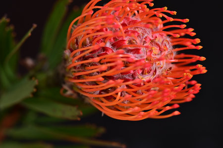 Close up of a protea flower, Protea cynaroidesの写真素材