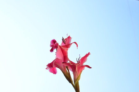 Pink gladiolus flower on blue sky background, closeup of photo