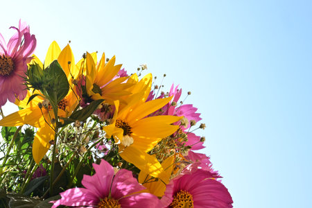 Bouquet of wildflowers on a blue sky background.の写真素材