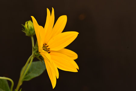 Yellow flower on a black background, close-up, selective focusの写真素材