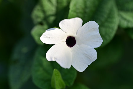 White flower on green background, close-up, shallow depth of fieldの写真素材