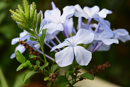 Plumbago auriculata, Plumbago auriculataの写真素材