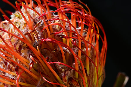 Close up of a protea flower with red stamens.の写真素材