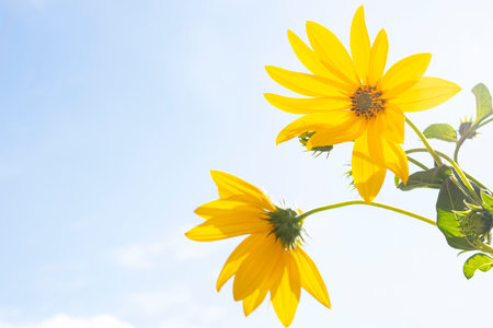 Yellow flowers on blue sky background with copy space for your text.の写真素材