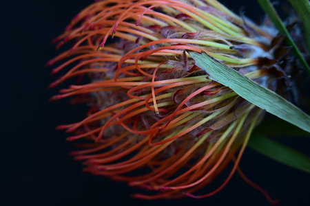 Close up of a red protea flower on a black background.の写真素材