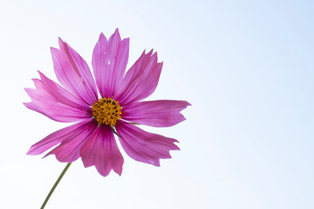 Cosmos flower on blue sky background. (Cosmos Bipinnatus)の写真素材