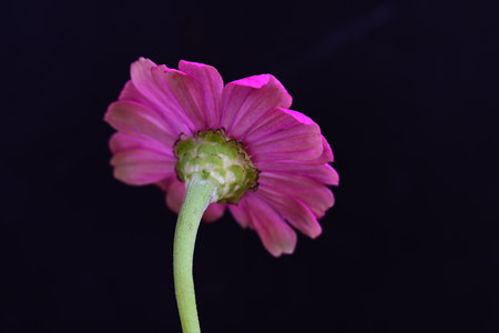 pink gerbera flower isolated on black background macro close upの写真素材