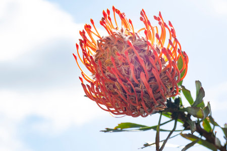 Pincushion protea flower on blue sky background, South Africaの写真素材