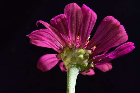 Zinnia flower isolated on black background. Zinnia elegansの写真素材