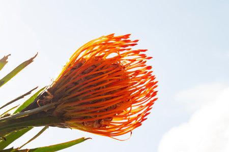 Close up of orange protea flower on blue sky background, South Africaの写真素材