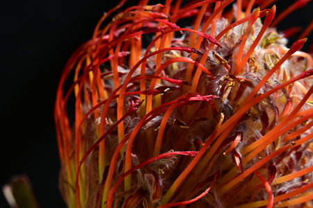 Macro of a pincushion protea (Protea cynaroides)の写真素材