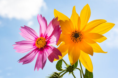 Mexican sunflower and daisy in the garden with blue skyの写真素材