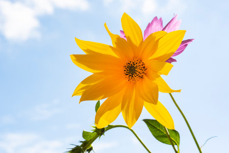 beautiful yellow flower on blue sky background, nature concept, selective focusの写真素材