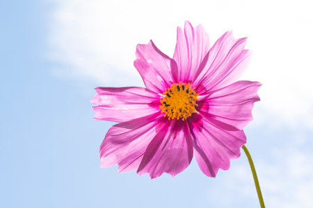 Pink cosmos flower on blue sky background with copy space for text.の写真素材