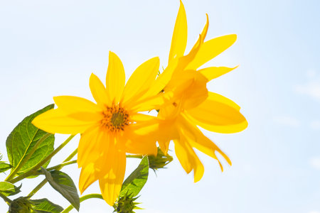 Yellow flower with blue sky background. (Helianthus annuus)の写真素材