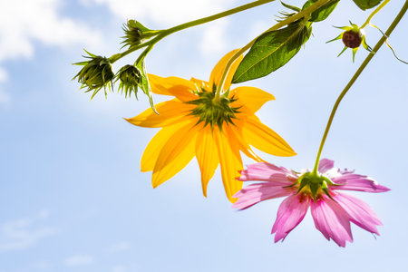 Yellow and pink flower on blue sky background. (Rudbeckia)の写真素材