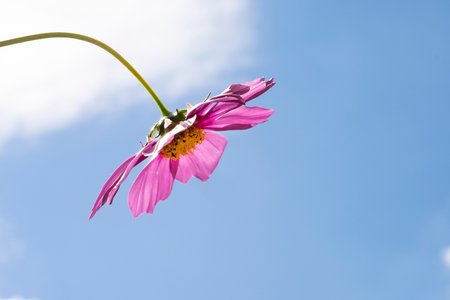 Pink cosmos flower on blue sky background. (Cosmos Bipinnatus)の写真素材