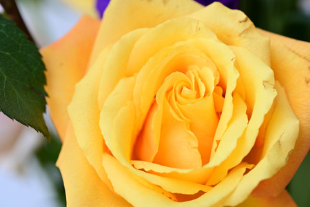 Beautiful yellow rose close-up. Natural background. Soft focus.の写真素材