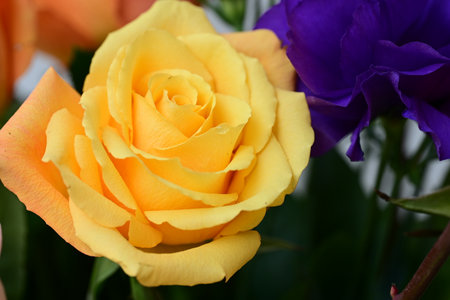 beautiful yellow rose and purple eustoma in close up shotの写真素材