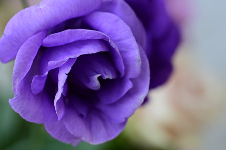 Close up of purple eustoma flower, selective focus, shallow DOF.の写真素材