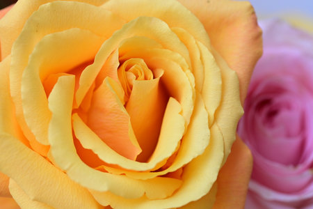 close up of yellow rose with pink and purple roses in the backgroundの写真素材