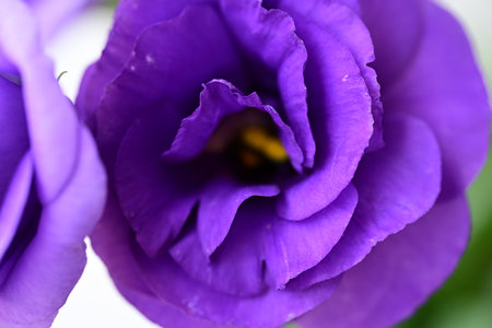 Beautiful purple eustoma flowers, close-up, macroの写真素材