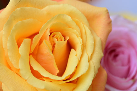 Beautiful yellow rose with pink roses in the background, closeupの写真素材