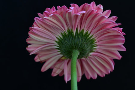 Pink gerbera flower isolated on black background. Close up.の写真素材