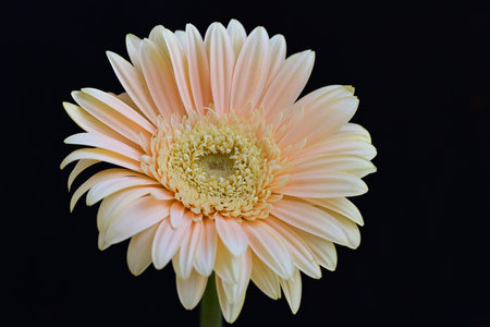 Beautiful gerbera flower isolated on black background, closeupの写真素材