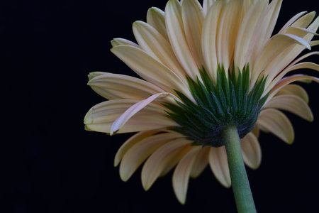 Close up of a yellow gerbera flower isolated on black backgroundの写真素材